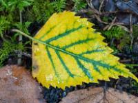 Kleines, spitzes Blatt in Gelb mit grünen Adern